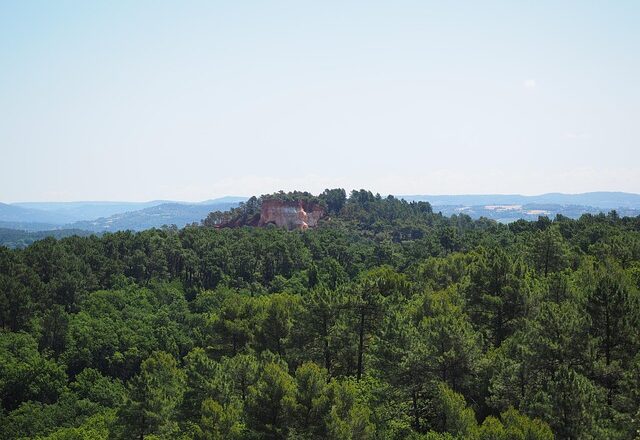 Friske dadler vs. Tørrede dadler: Hvad er forskellen?